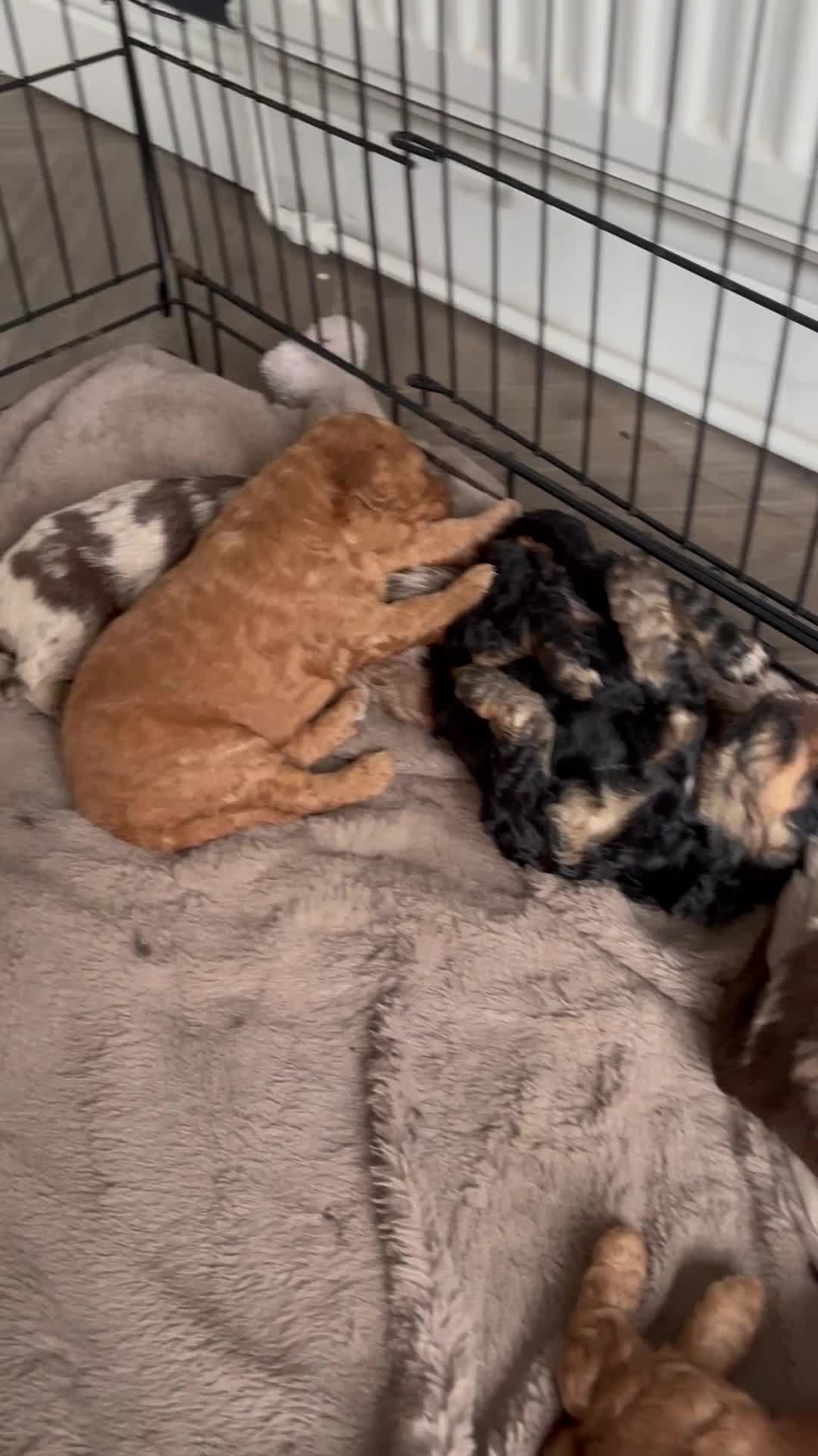 Cockapoo dogs for sale: F1B Pups One girl left 🩷 - Video 2