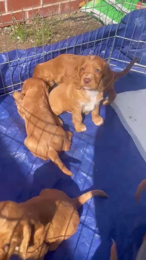 Cocker Spaniel dogs for sale: Terrific Cocker spaniels  in Newark - Video 1