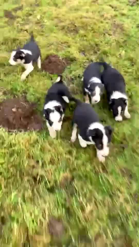 Border Collie dogs for sale: Tri coloured border collies puppies  - Video 1