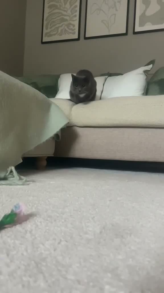 Mixed Breed cats for sale: 1 year old female cat - Video 1