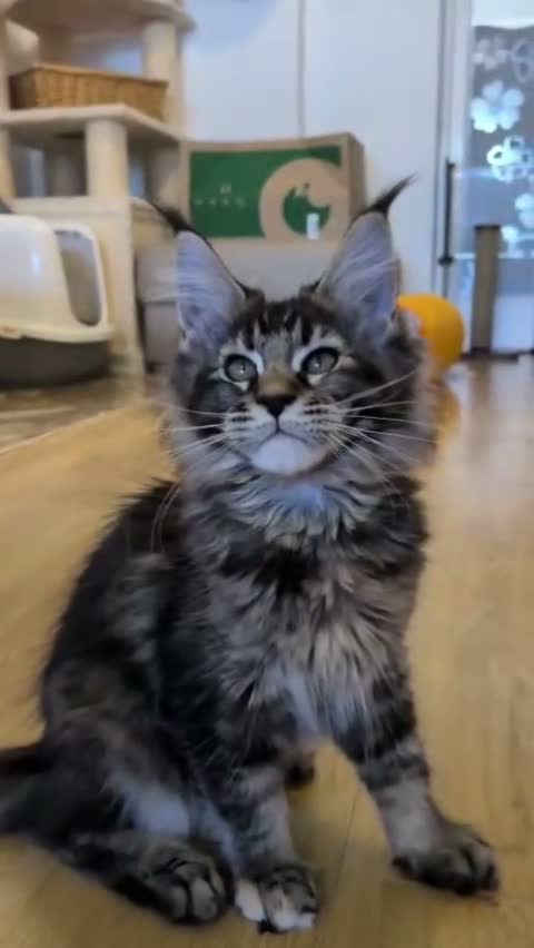 Maine Coon cats for sale: 🌟TICA🌟 reg pure maine coons - Video 5