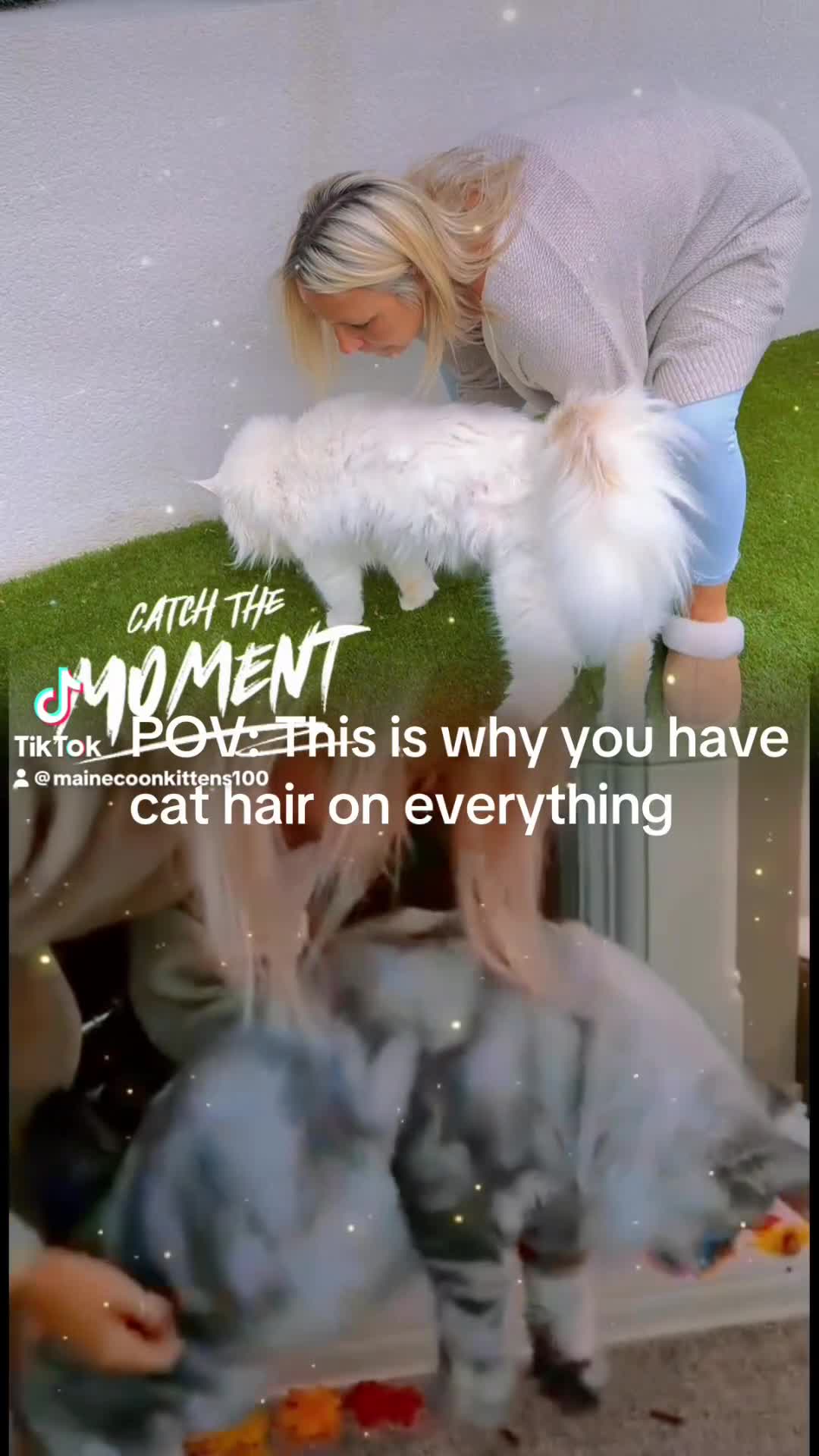 Maine Coon cats for sale: Champion blood line kittens  - Video 2