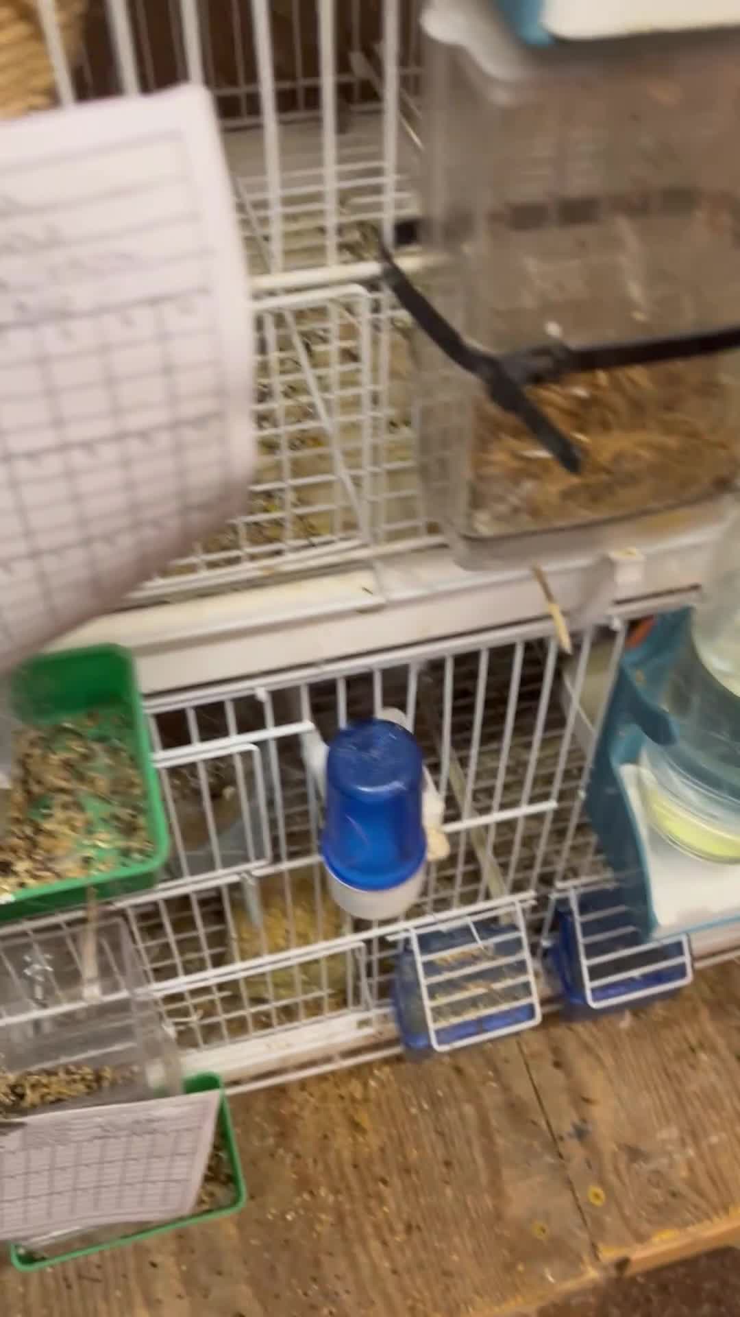 Canaries birds for sale: harlequins canary pairs and canaries  - Video 1