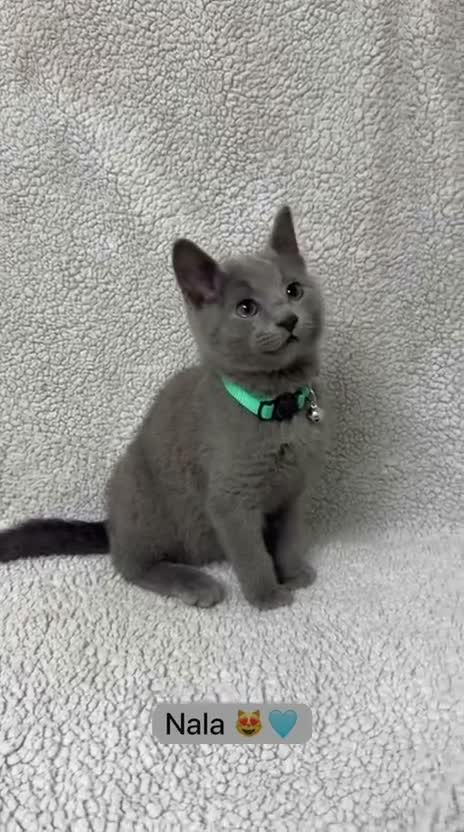 Russian Blue cats for sale: 🐾 GCCF Russian Blue Kittens 😻 - Video 1