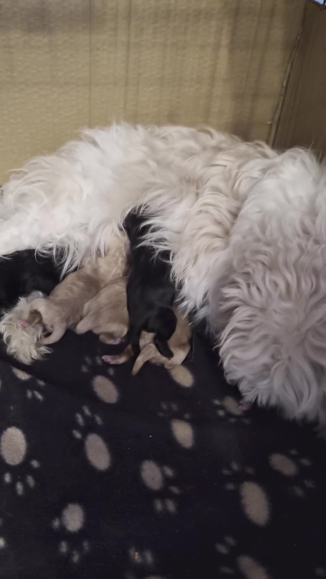 Mixed Breed dogs for sale: Gorgeous Litter of Shihpoo Furbabies  - Video 1