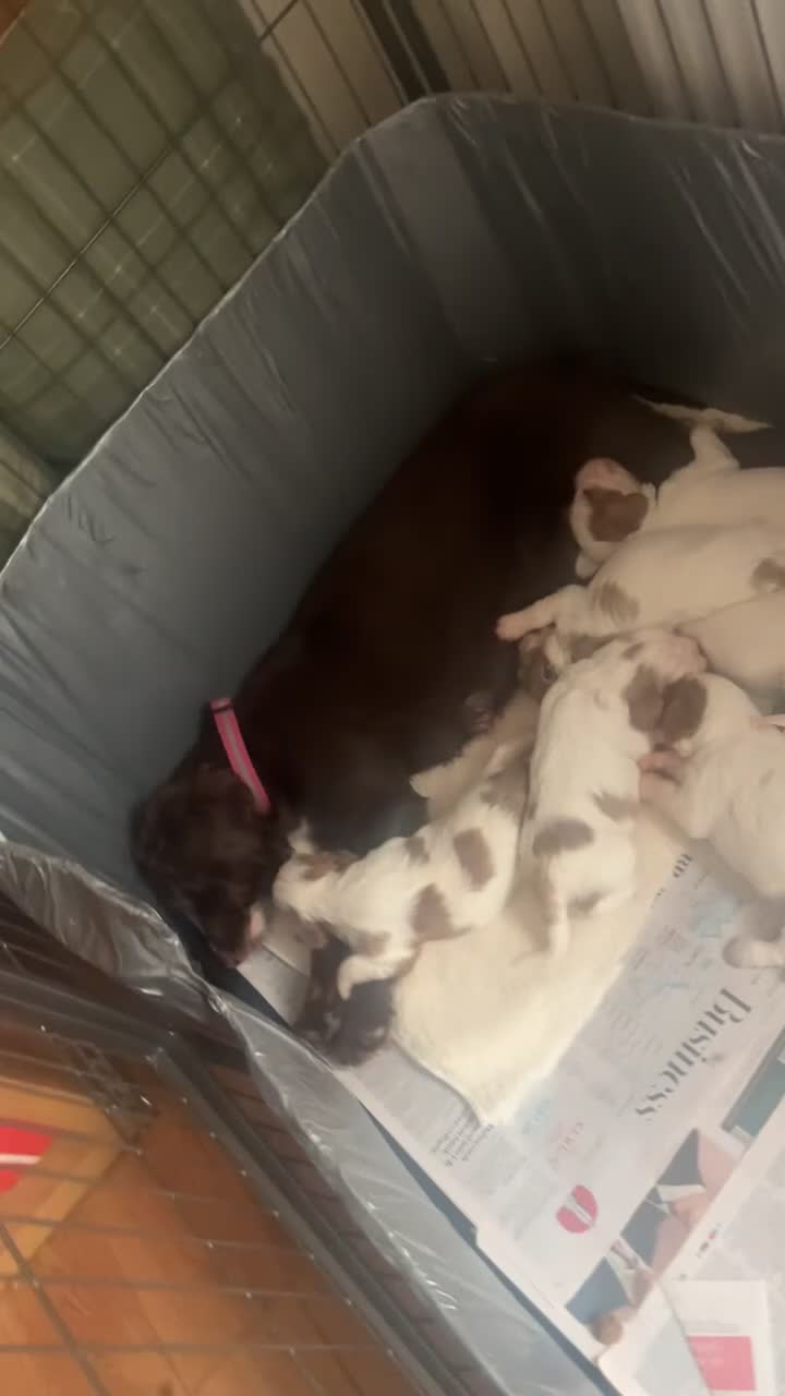 Cockalier dogs for sale: Working Spaniel x Cavalier King Charles Spaniel - Video 1