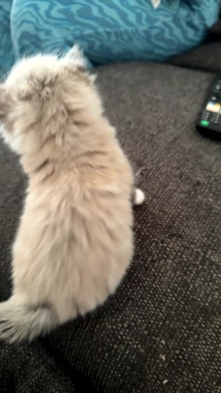 Ragdoll cats for sale: Beautiful Ragdoll Kittens - Video 2
