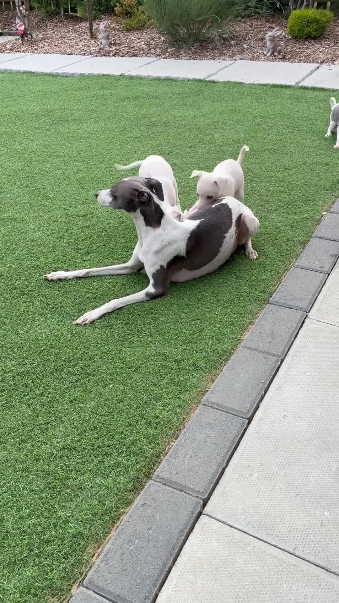 Italian Greyhound dogs for sale: Italian greyhound puppies  - Video 3