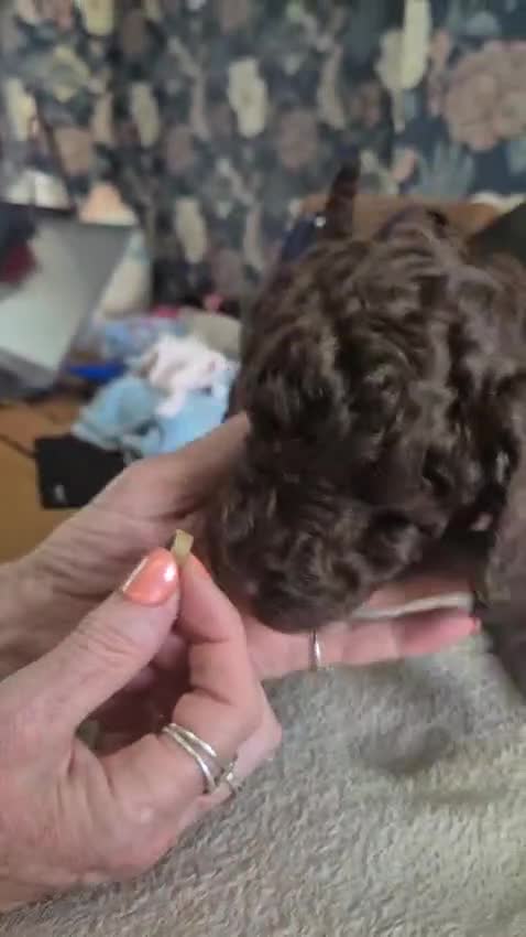 Sproodle dogs for sale: Beautiful Sproodles 1 black girl&1 chocolate boy - Video 2