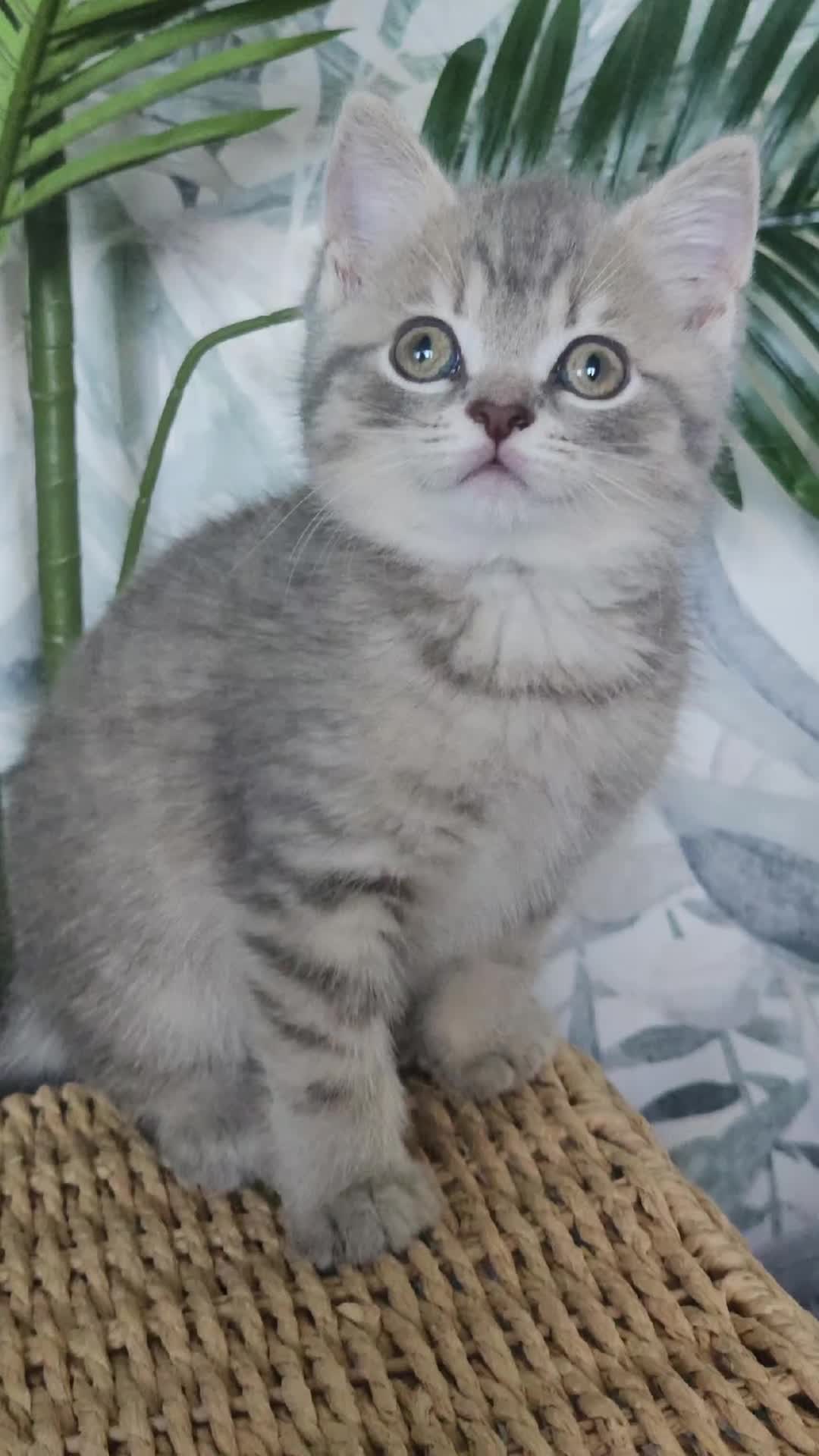 British Shorthair cats for sale: Tica registered Blue & Blue golden BSH - Video 2