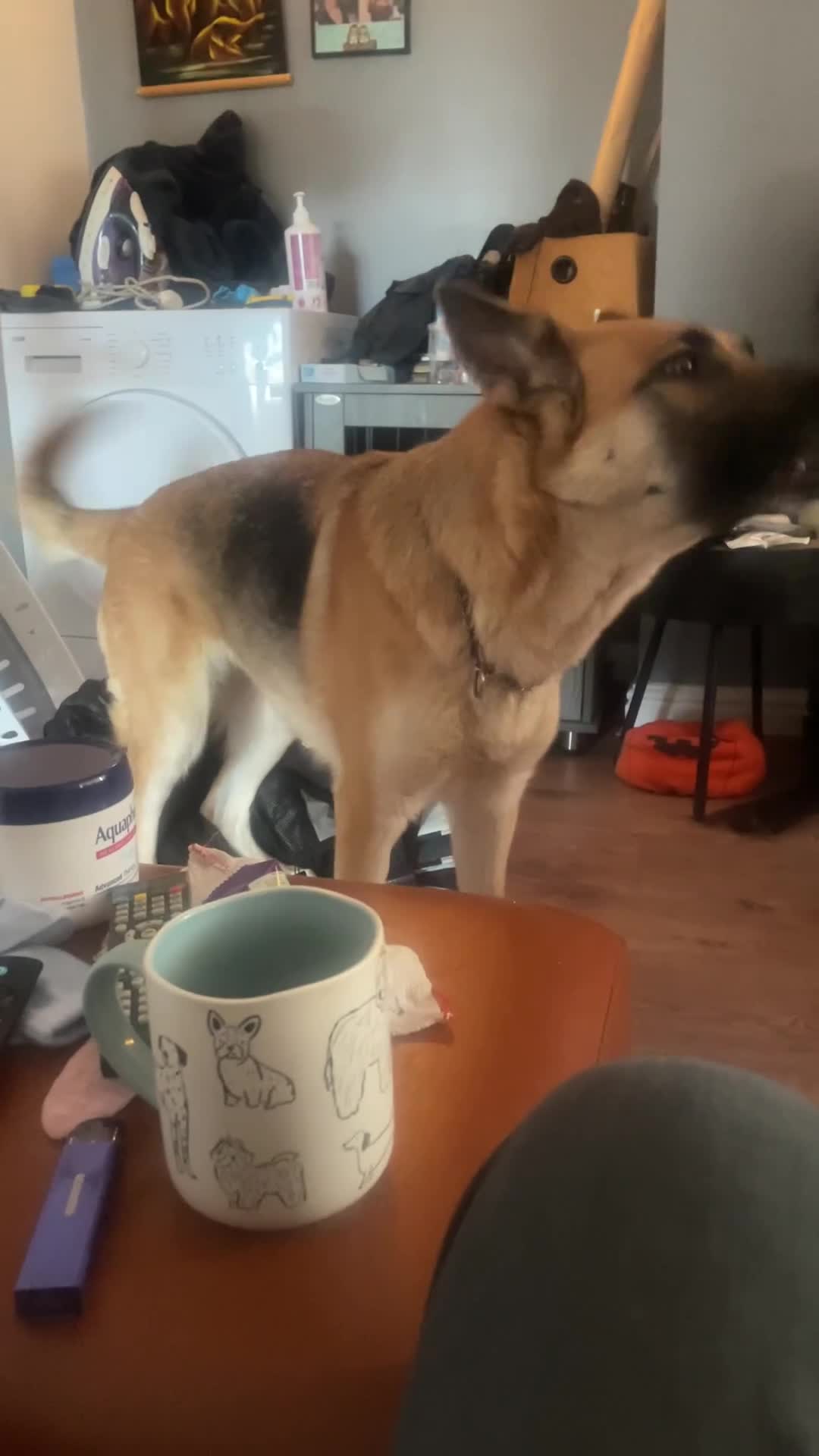 German Shepherd dogs for sale: Luna  - Video 3