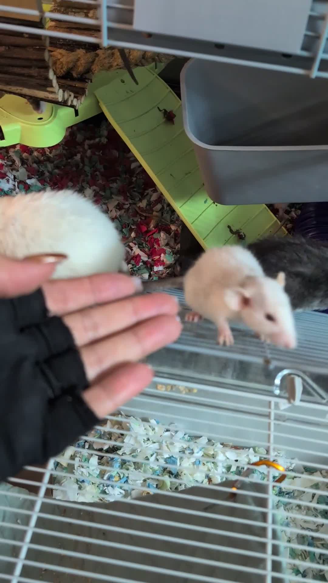 Rat rodents for sale: Rex Dumbo and top eared baby Rats,  - Video 1