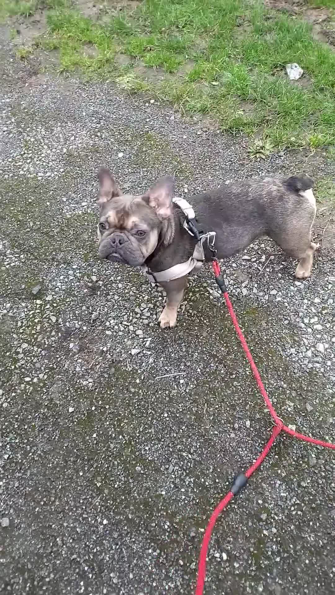 French Bulldog dogs for sale: French Bulldogs Need a Knowledgeable Home - Video 1