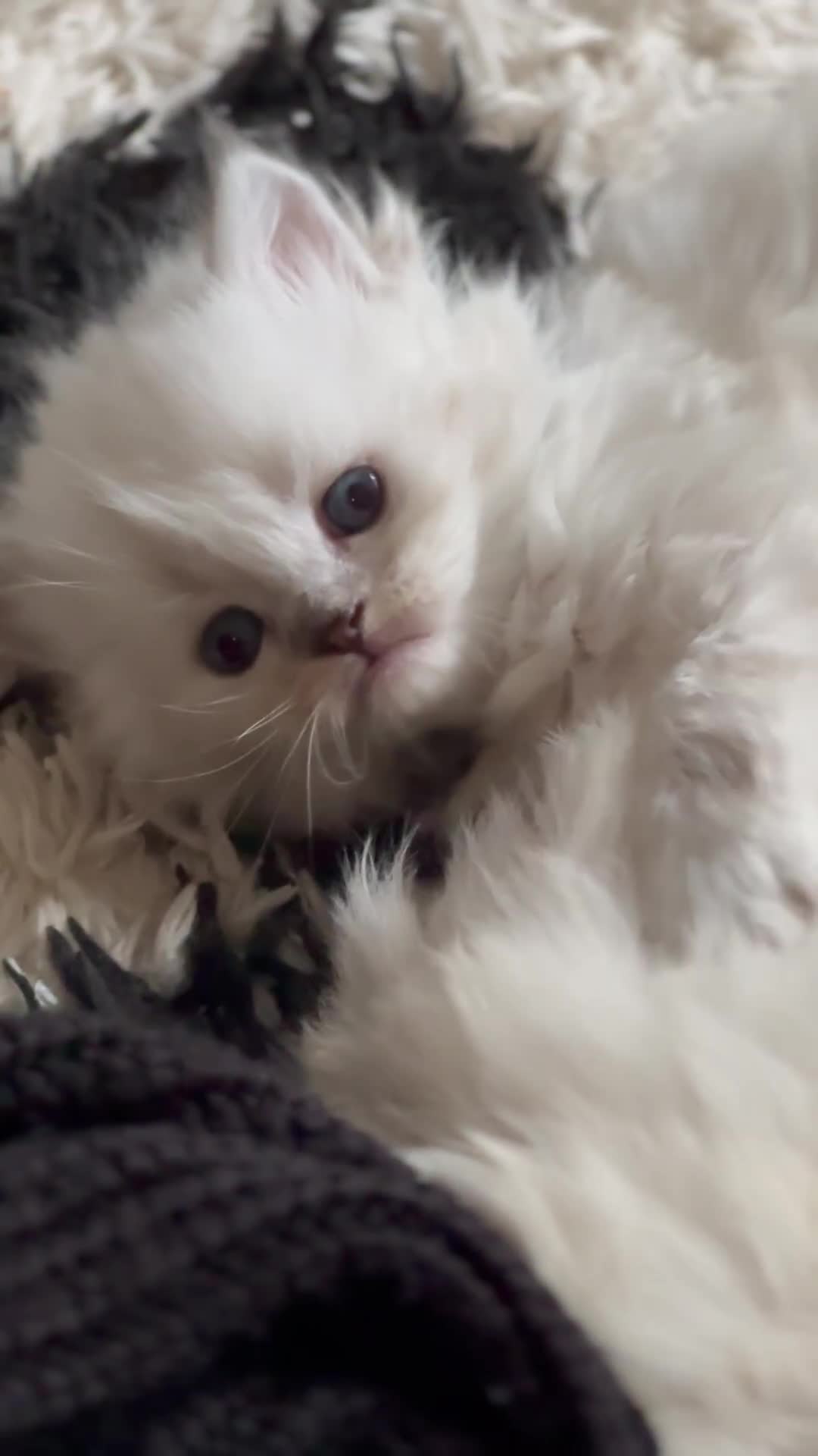Mixed Breed cats for sale: Adorable Fluffy Ragdoll x Scottish Fold Kittens - Video 2