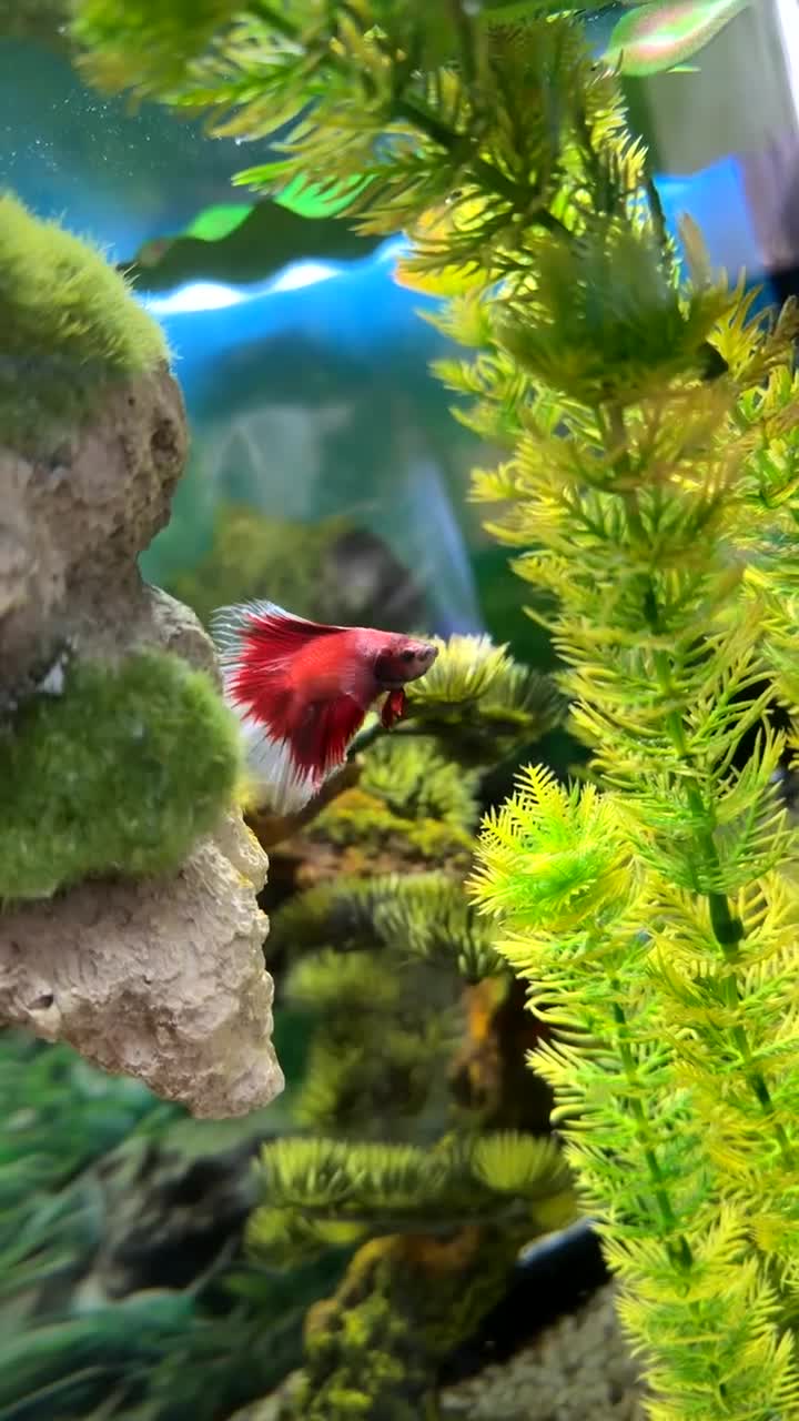 Bettas fish for sale: 1 Male fighter fish and 6 rummy nose tetra’s  - Video 1