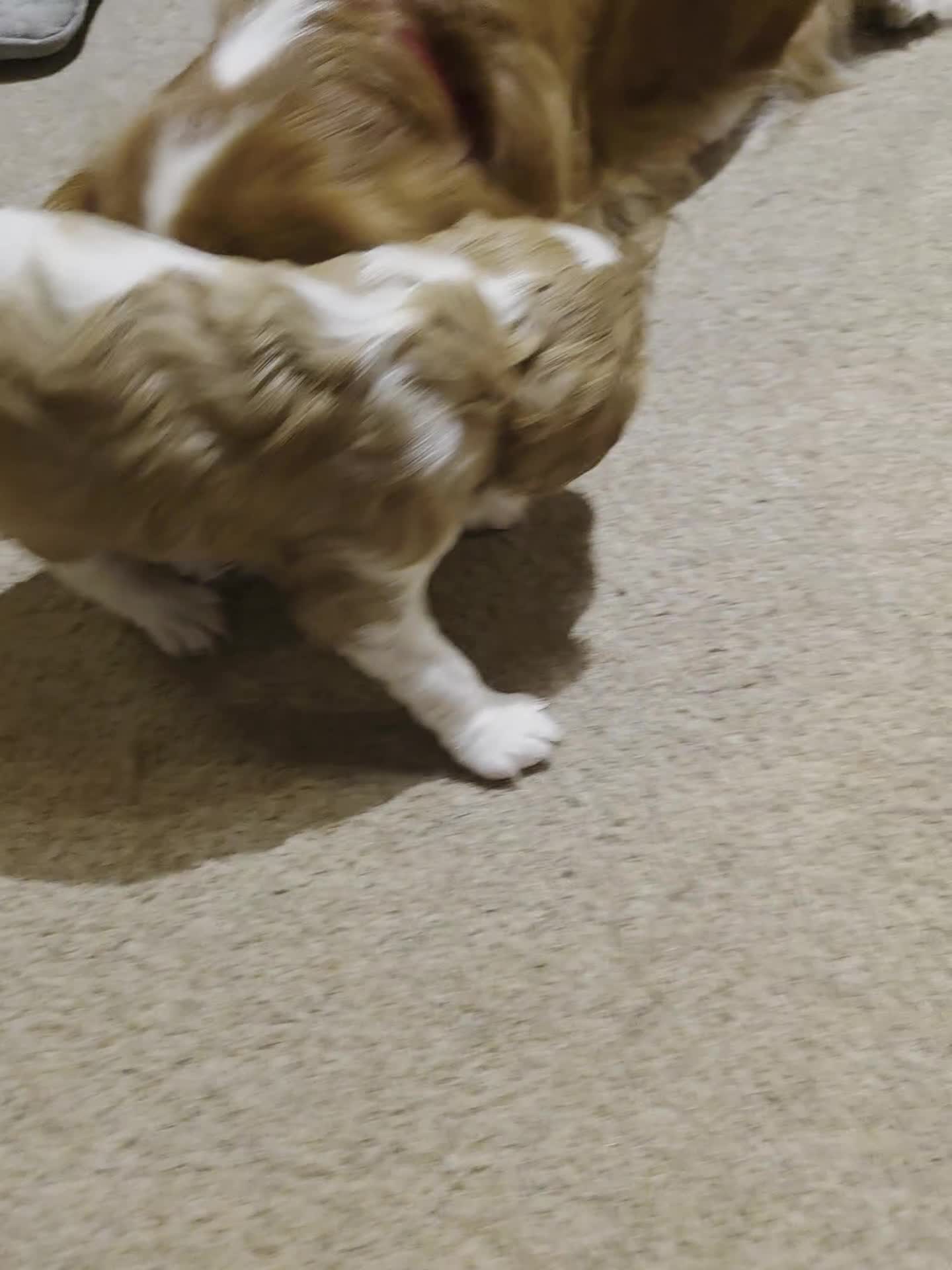 Cavalier King Charles Spaniel dogs for sale: King Charles Cavalier - Lady's first litter kc reg - Video 1