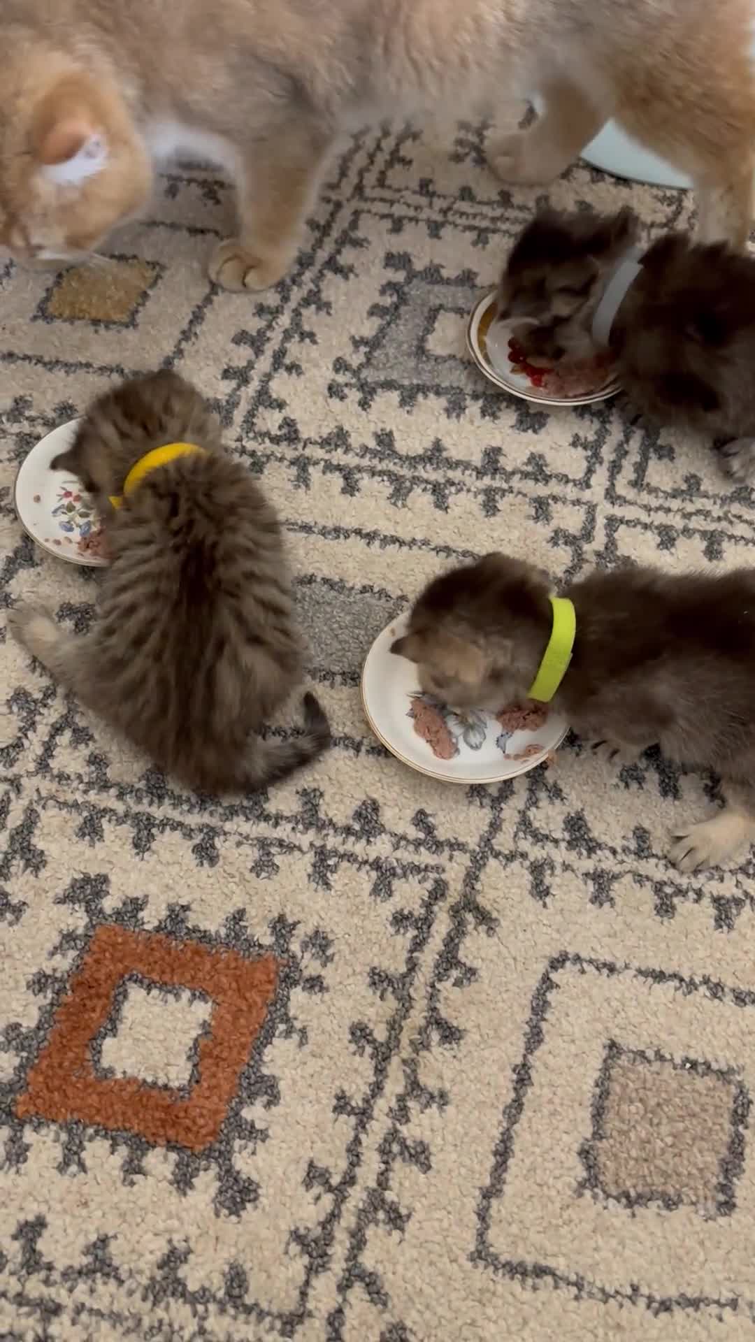 British Shorthair cats for sale: Pedigree British Shorthair  - Video 1