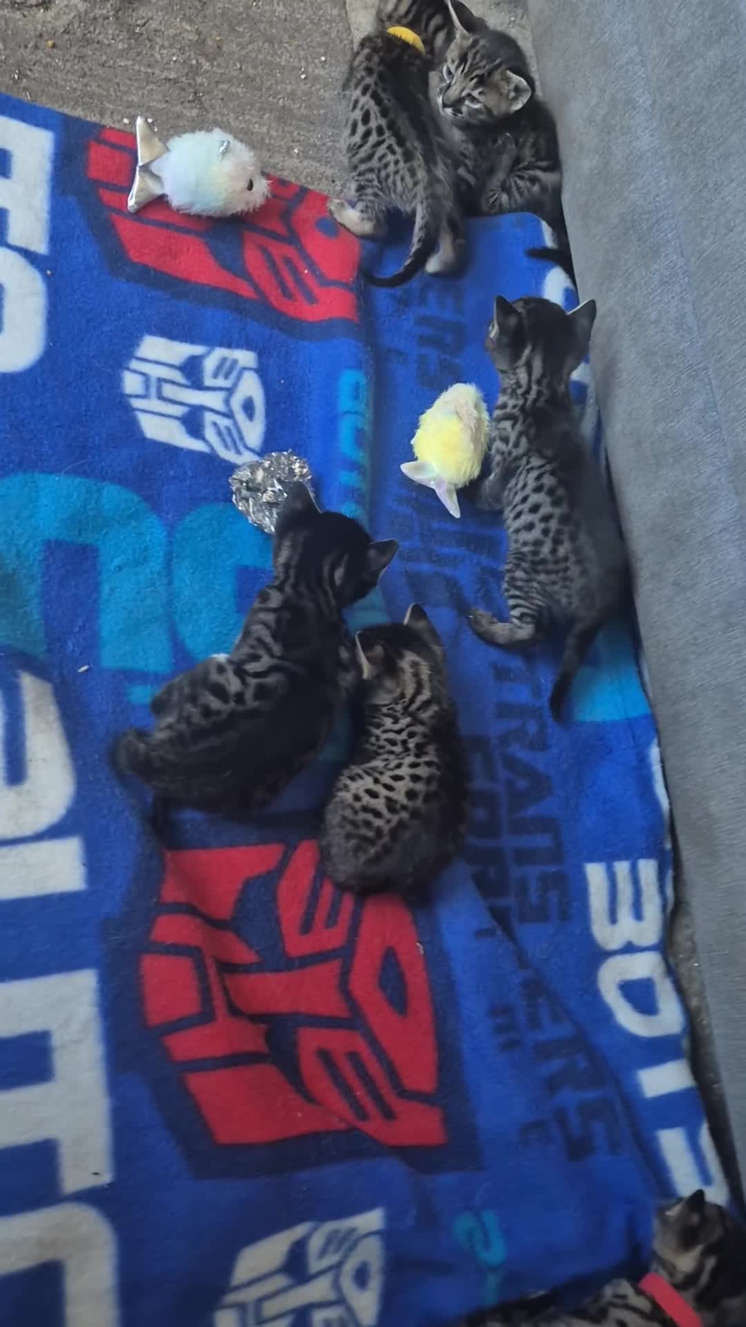 Savannah cats for sale: Savannah kittens ready to leave 24th October  - Video 2