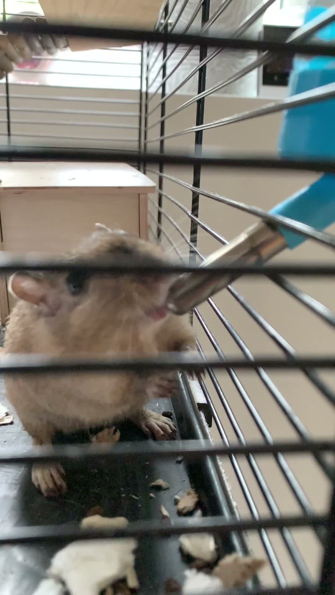 Gerbil rodents for sale: 2 lovely gerbils with cage/tank for sale.  - Video 1