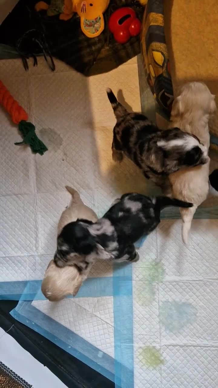 Mixed Breed dogs for sale: Cockerpoo/Schnoodle/Bischon Puppies  - Video 1