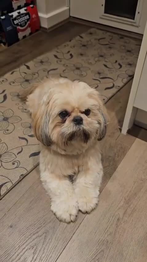 Shih Tzu dogs for sale: 💞TOP QUALITY 💞ADULT SHIH TZU 💞 - Video 1