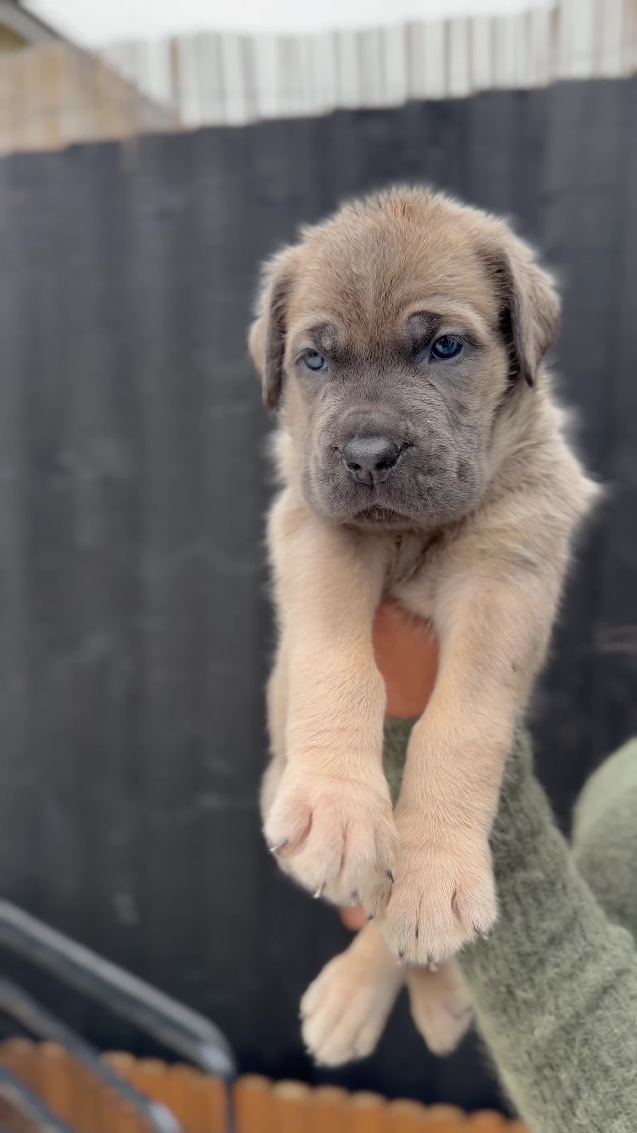Mixed Breed dogs for sale: Mastiff pups available  - Video 4