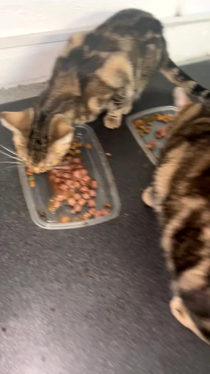 British Shorthair cats for sale: Wonderful cat family looking for a new home! 🐱 - Video 1