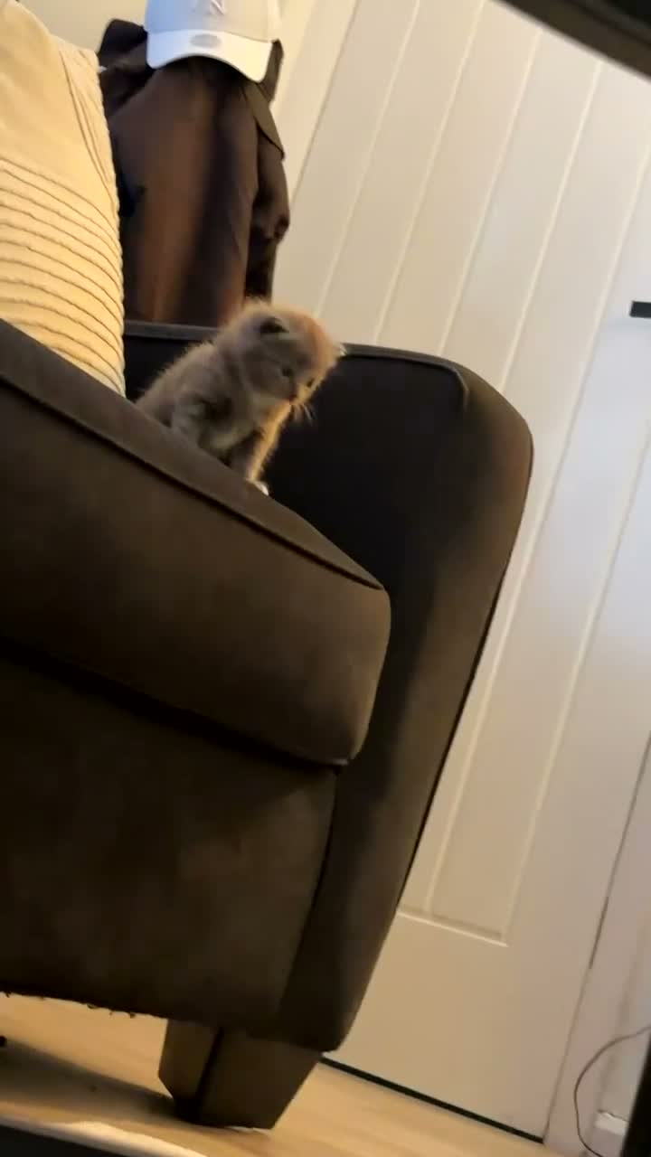 Ragdoll cats for sale: Male gray kitten  - Video 4