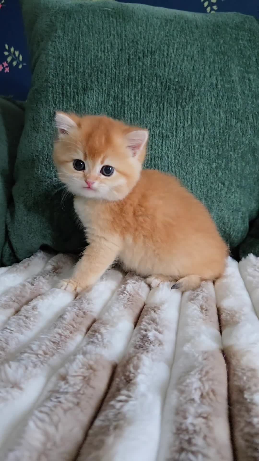 British Shorthair cats for sale: Gorgeous golden boys - Video 3