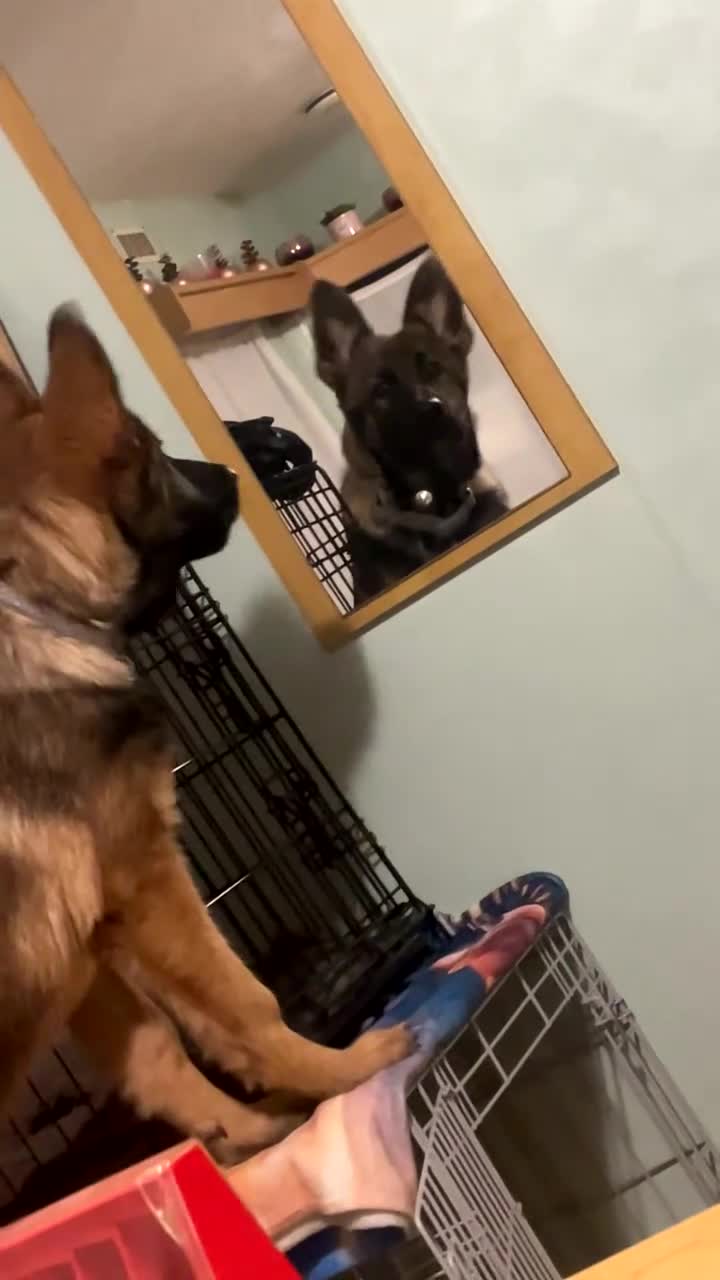 German Shepherd dogs for sale: German shepherd puppy  in Bourne - Video 1