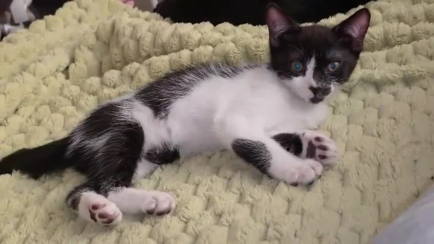 Domestic Shorthair cats for sale: 2 loving sweet kittens looking for a new home - Video 2