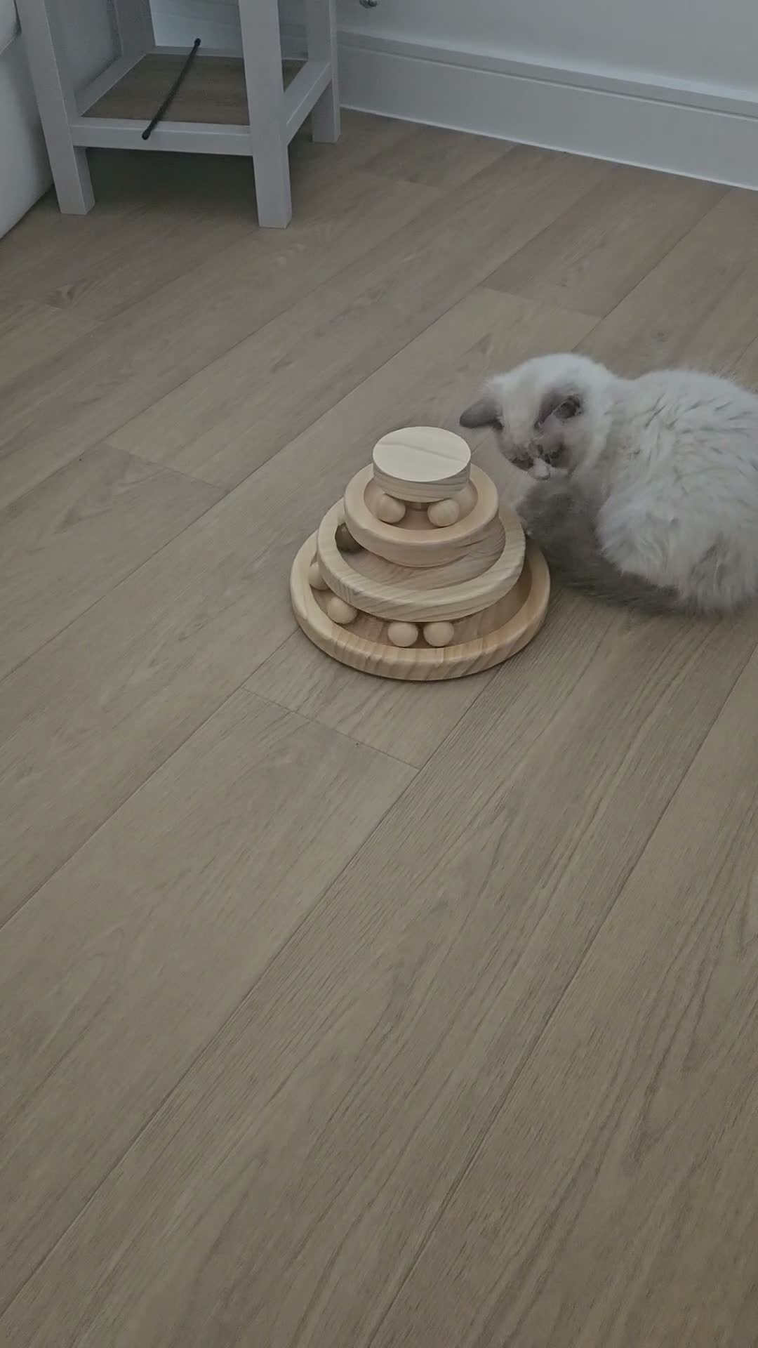 Ragdoll cats for sale: Rehoming little Misty in Colchester - Video 1