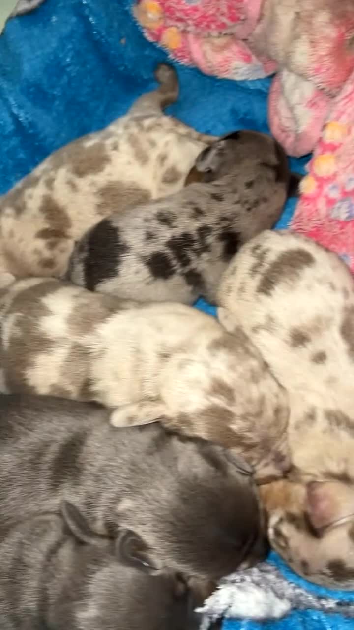 Miniature Dachshund dogs for sale: Miniature dachshund puppies - Video 1