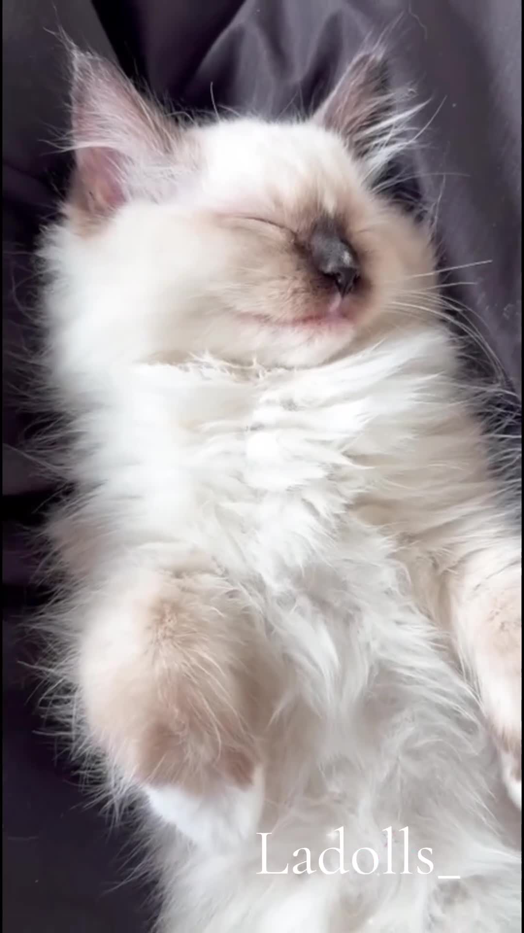 Ragdoll cats for sale: One beautiful female Available, ready to go 🐾 - Video 1