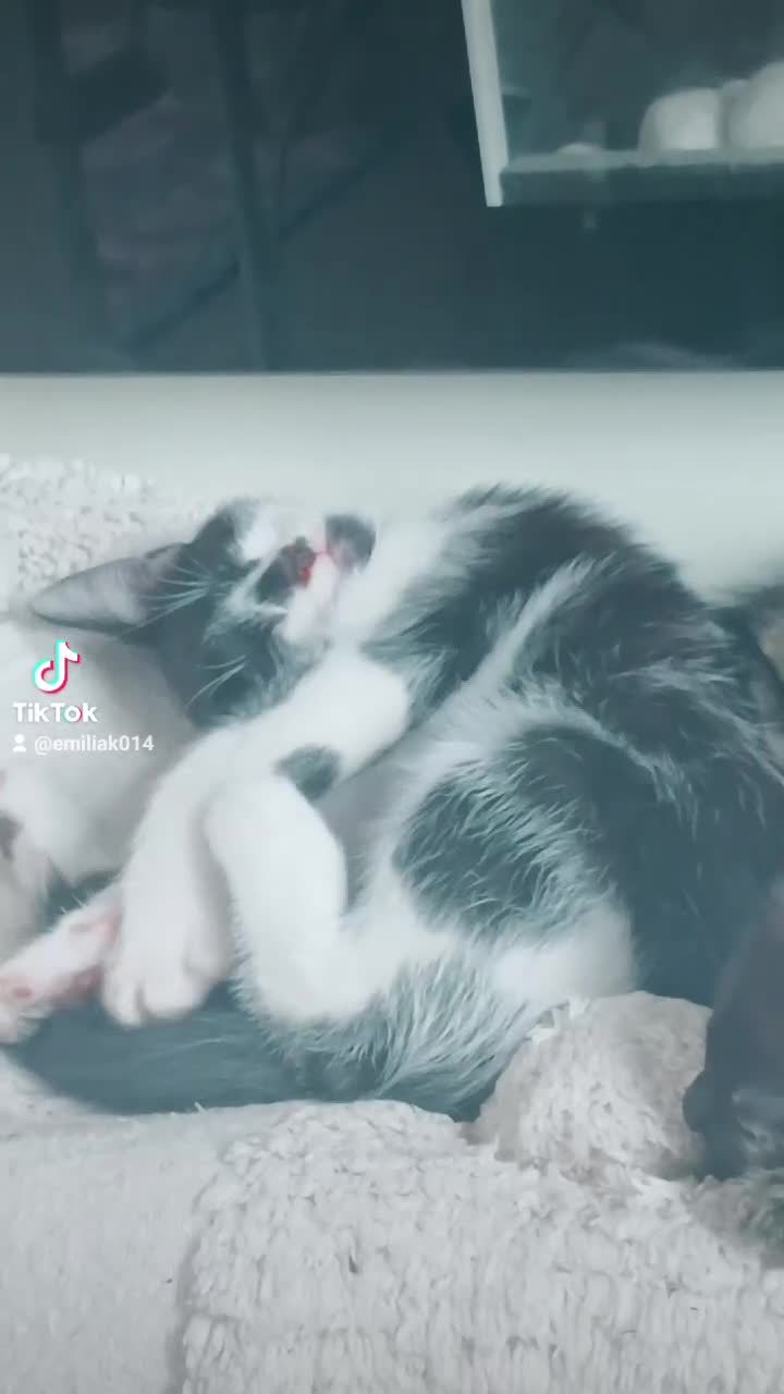 Mixed Breed cats for sale: Beautiful 3 males ginger black white kittens  - Video 1