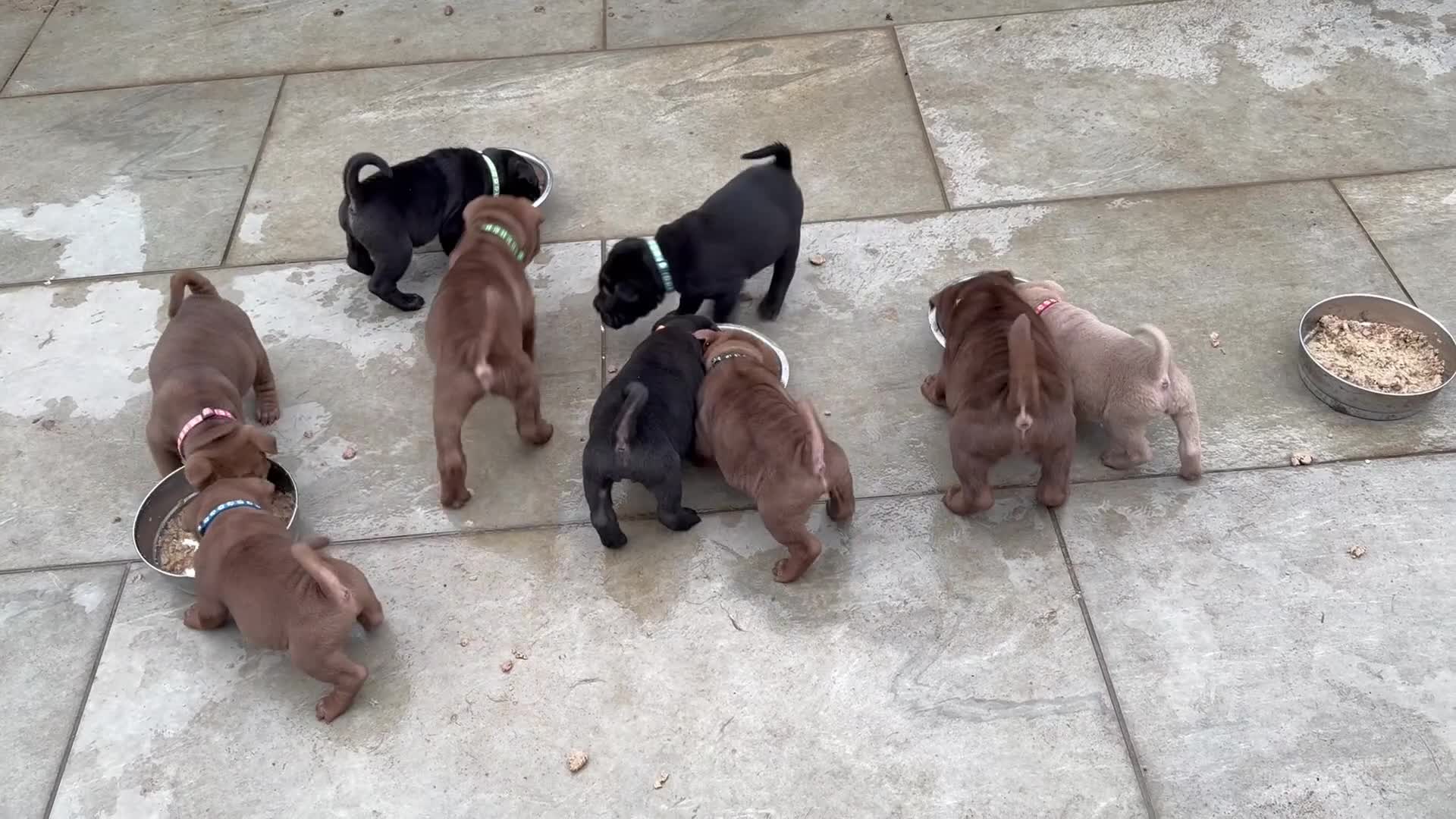 Shar Pei dogs for sale: REDUCED!! AND READY!!🔥 BEAUTIFUL SHARPEI PUPS 🔥  - Video 1