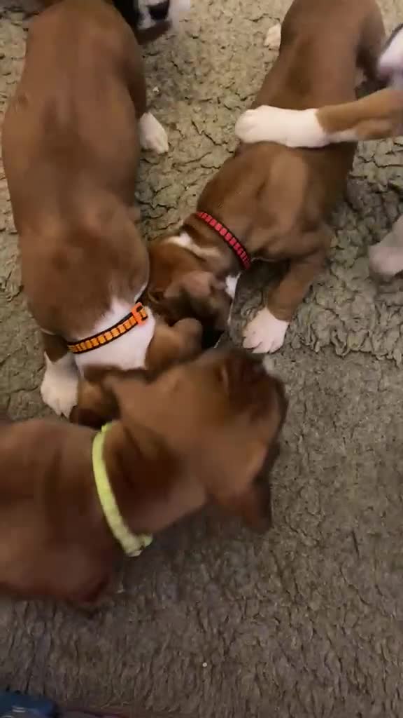 Boxer dogs for sale: Kc boxers for sale - Video 1