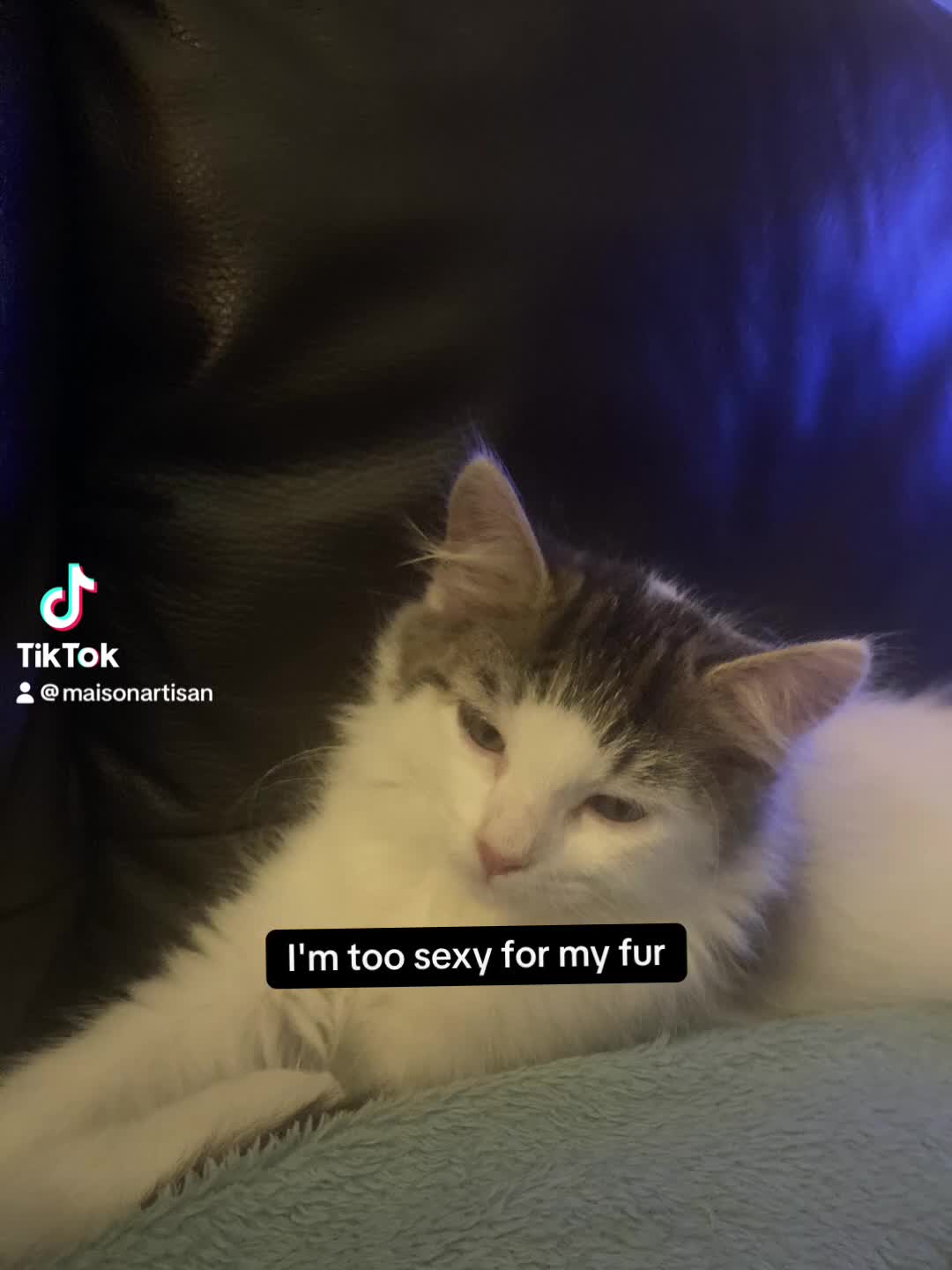 Domestic Shorthair cats for sale: Loving Home Needed for Two Sweet Cats  in Romford - Video 1