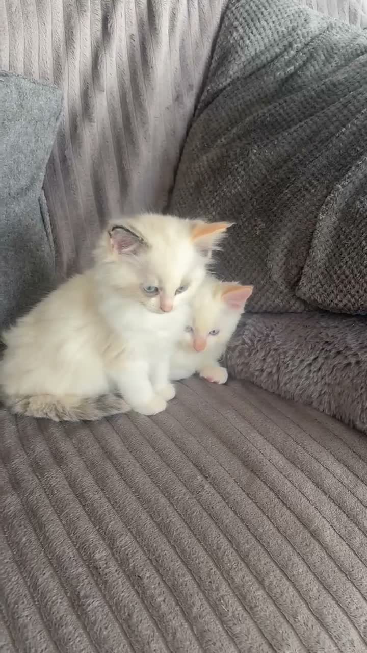 Ragdoll cats for sale: Ragdoll kittens - Video 2