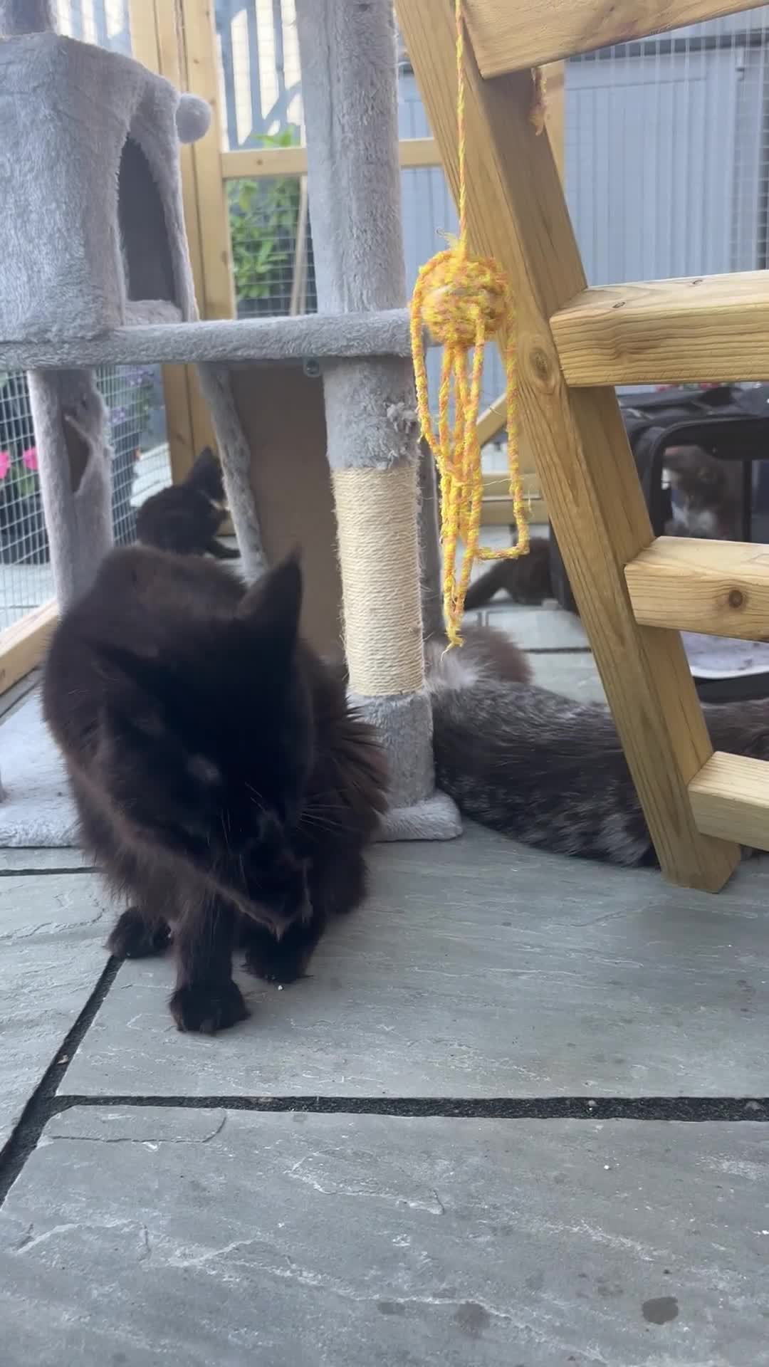 Maine Coon cats for sale: Tica Registered Stunning MaineCoon Kittens in Witney - Video 3