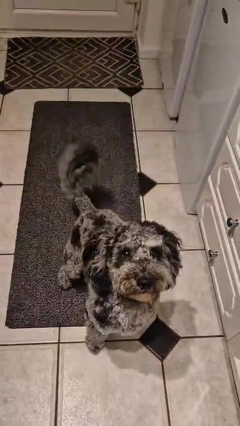 Cockapoo dogs for stud: Handsome Merle ready for Stud - Video 1