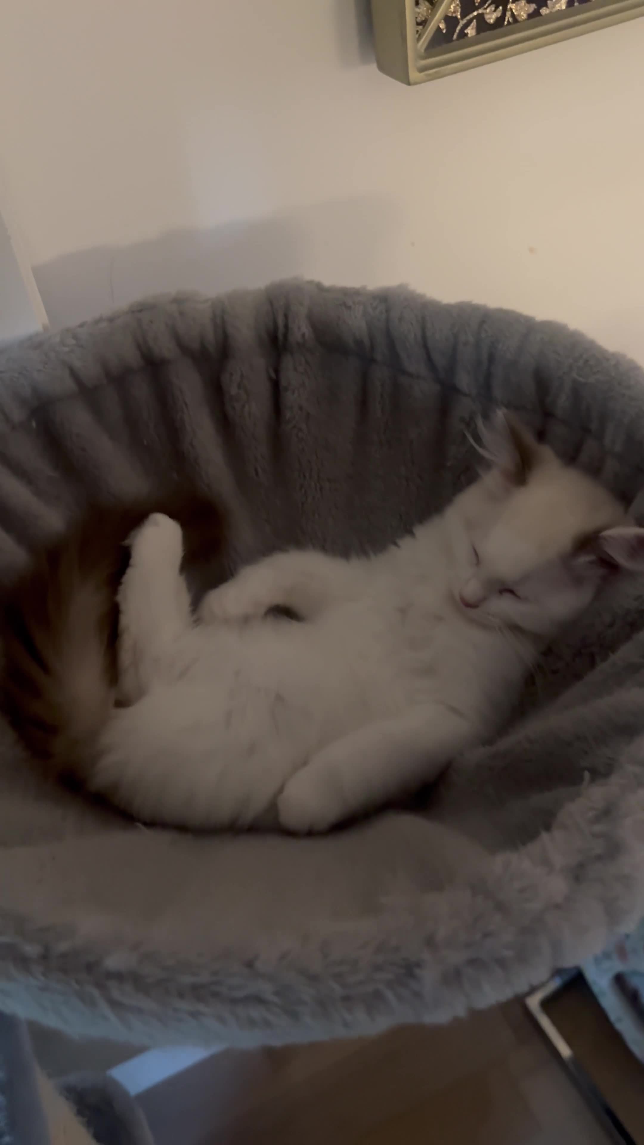 Ragdoll cats for sale: X5 Ragdoll kittens - Video 2