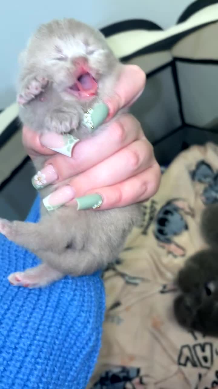 British Shorthair cats for sale: Short haired kittens from pedigree parents  - Video 1