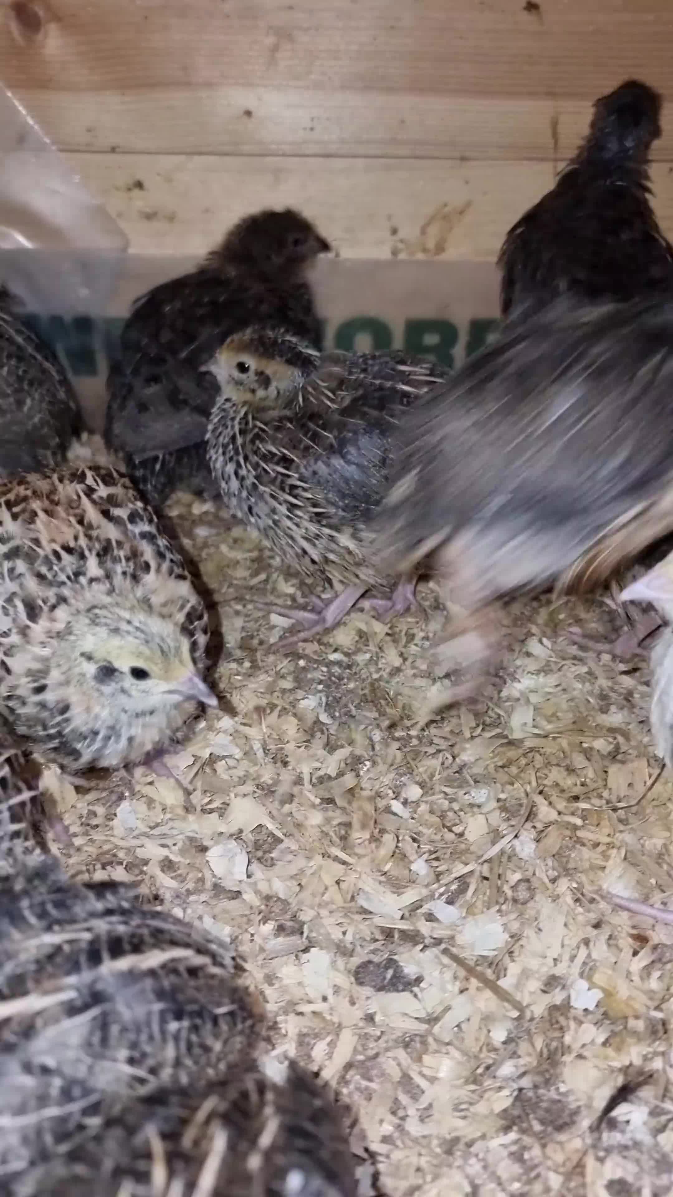 Quail poultry for sale: 🐣 Live Coturnix Jumbo Quail for Sale - Video 1