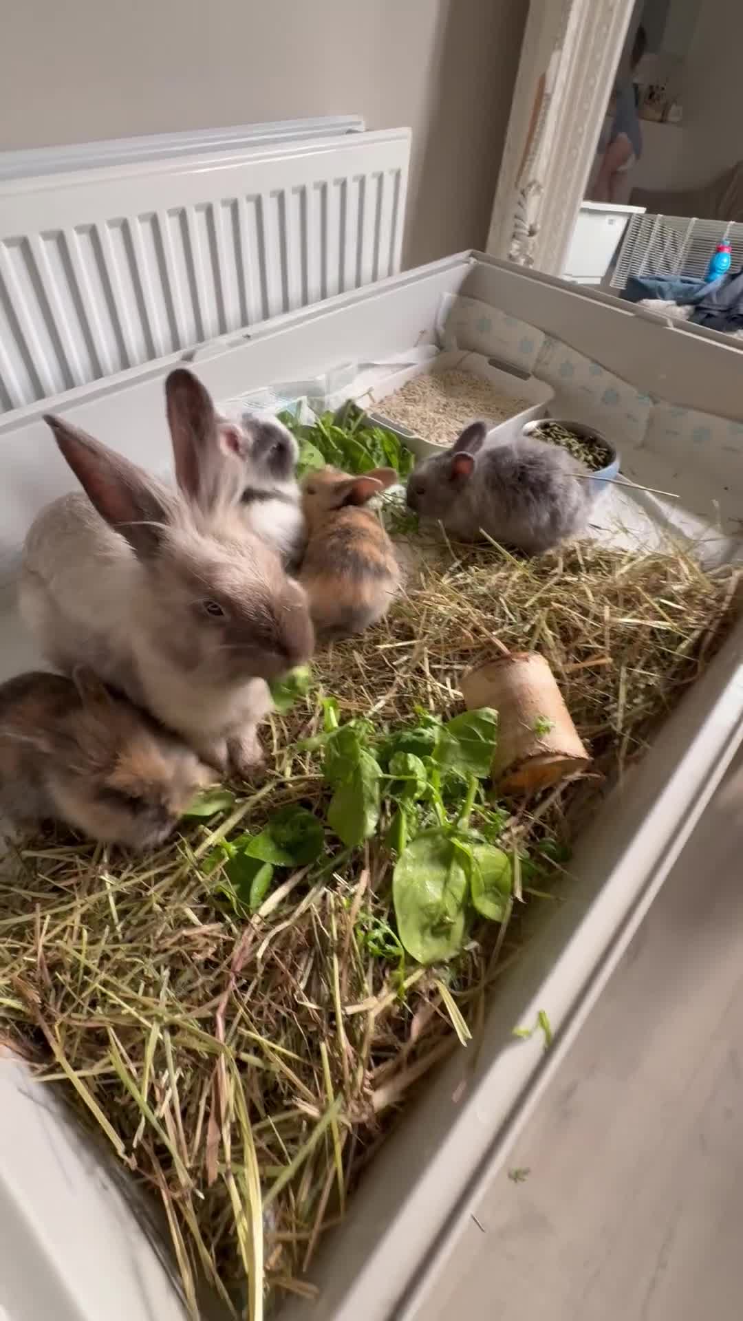 Lionhead rabbits for sale: Baby lion head rabbits  - Video 1