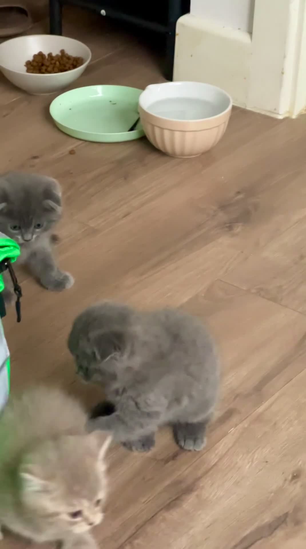 British Longhair cats for sale: British - Video 3