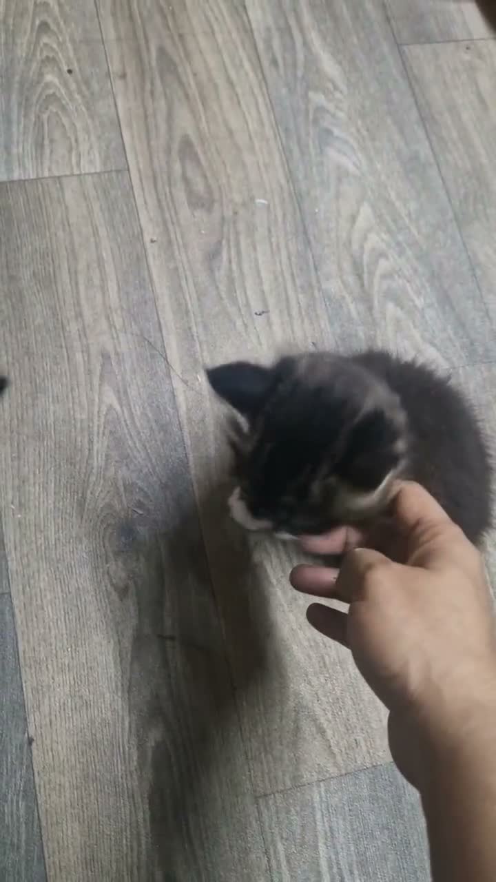 Mixed Breed cats for sale: 2 brothers ready to find a new gome  - Video 1