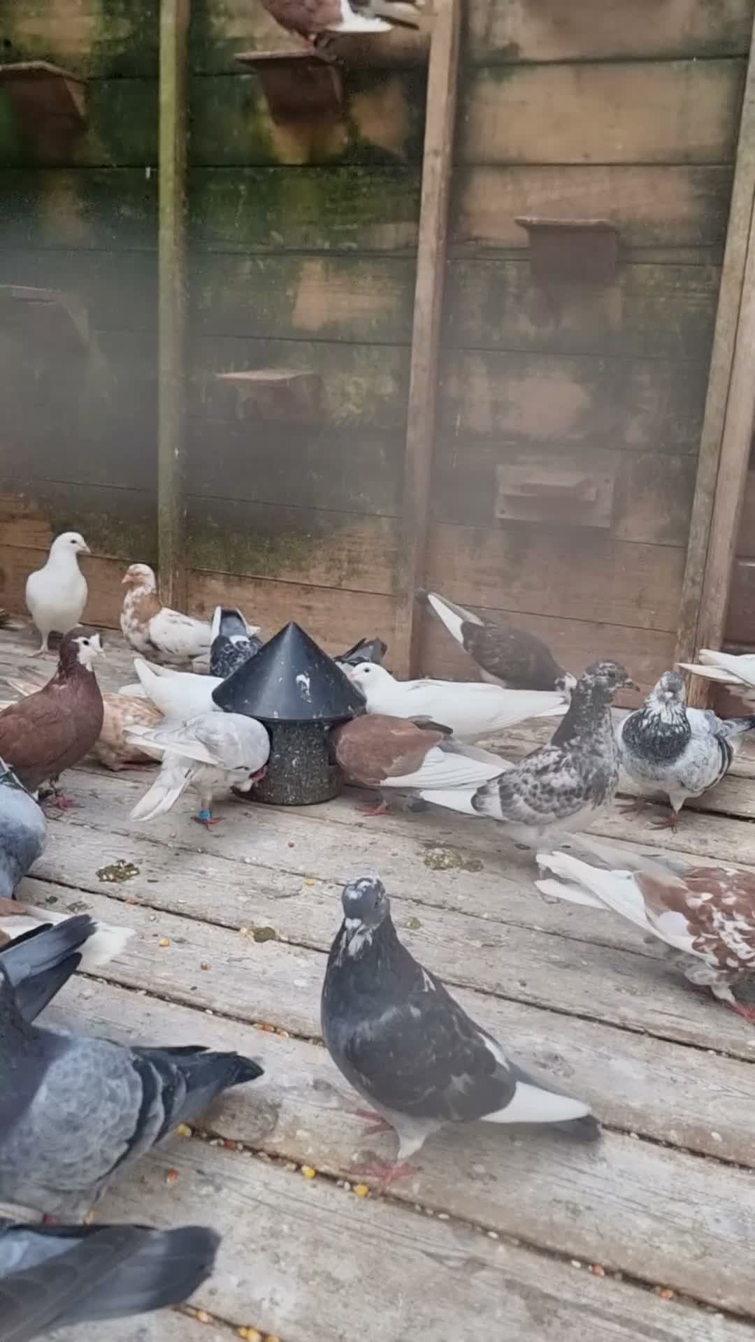 Pigeons birds for sale: Young tipplers,tumblers and racers for sale £3 - Video 1