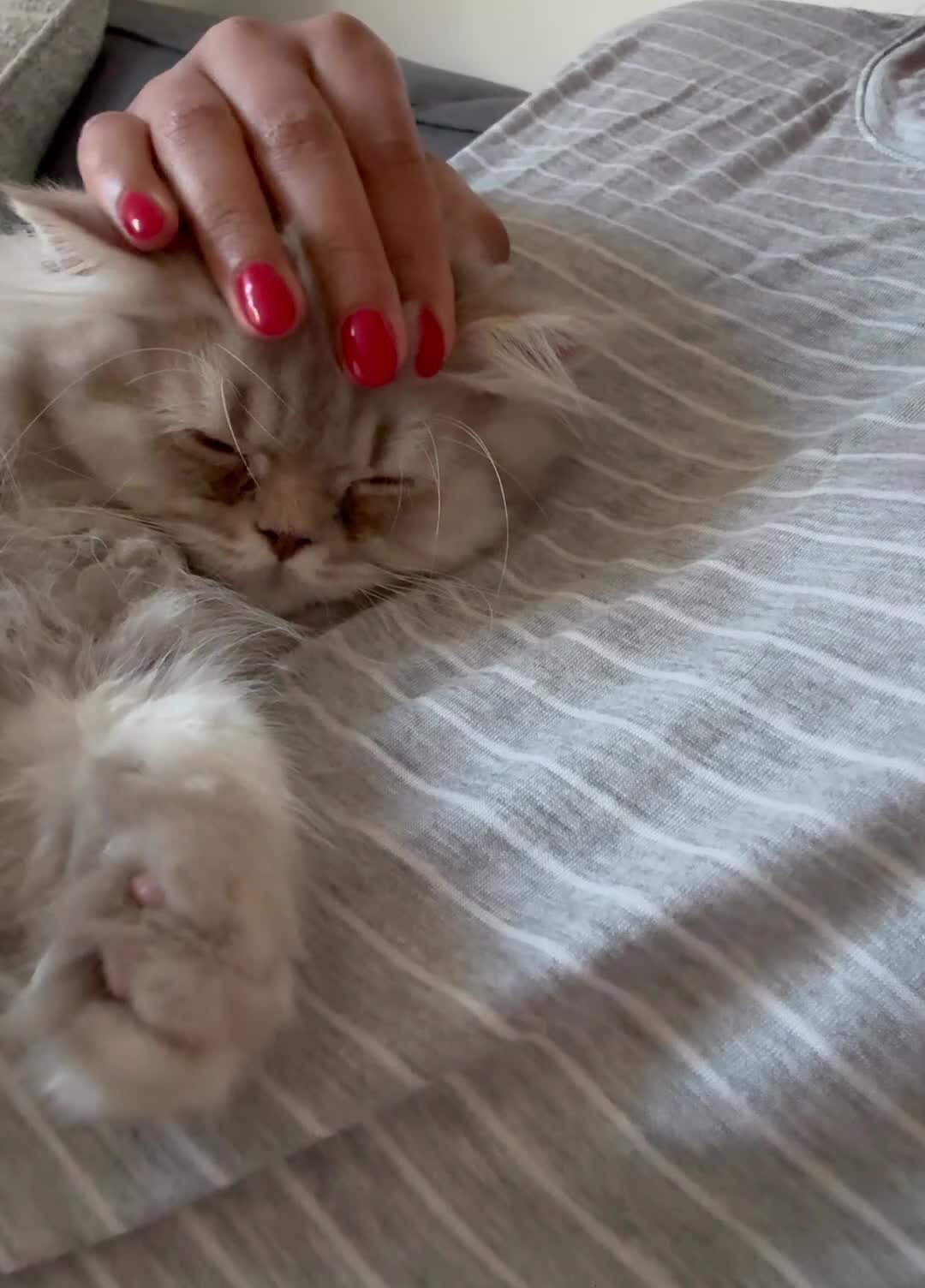 British Longhair cats for sale: Soft grey British longhair male extra fluffy - Video 2