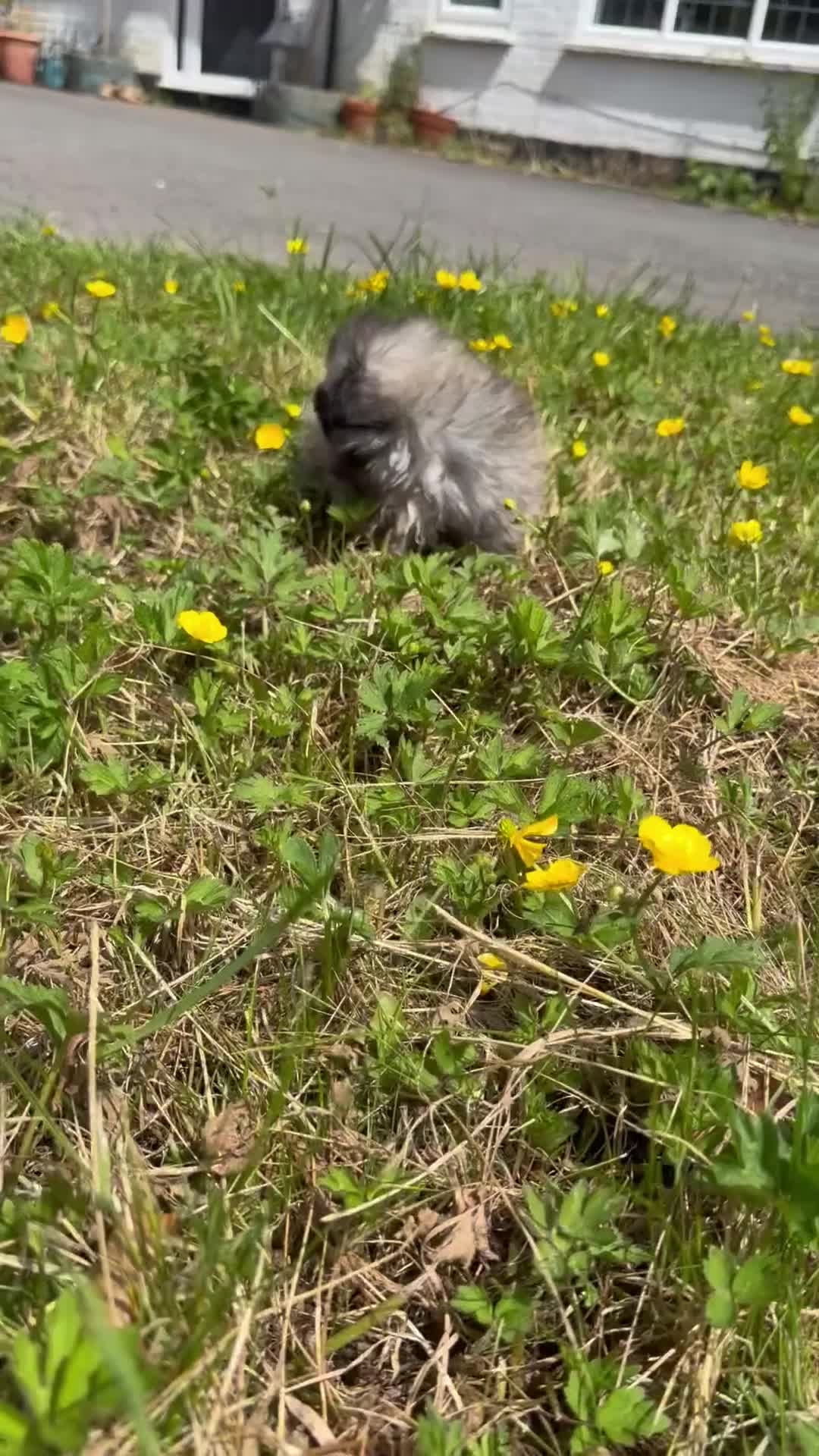 Pekingese dogs for sale: Kc sable Blk mask Pekingnese Russian lines - Video 1